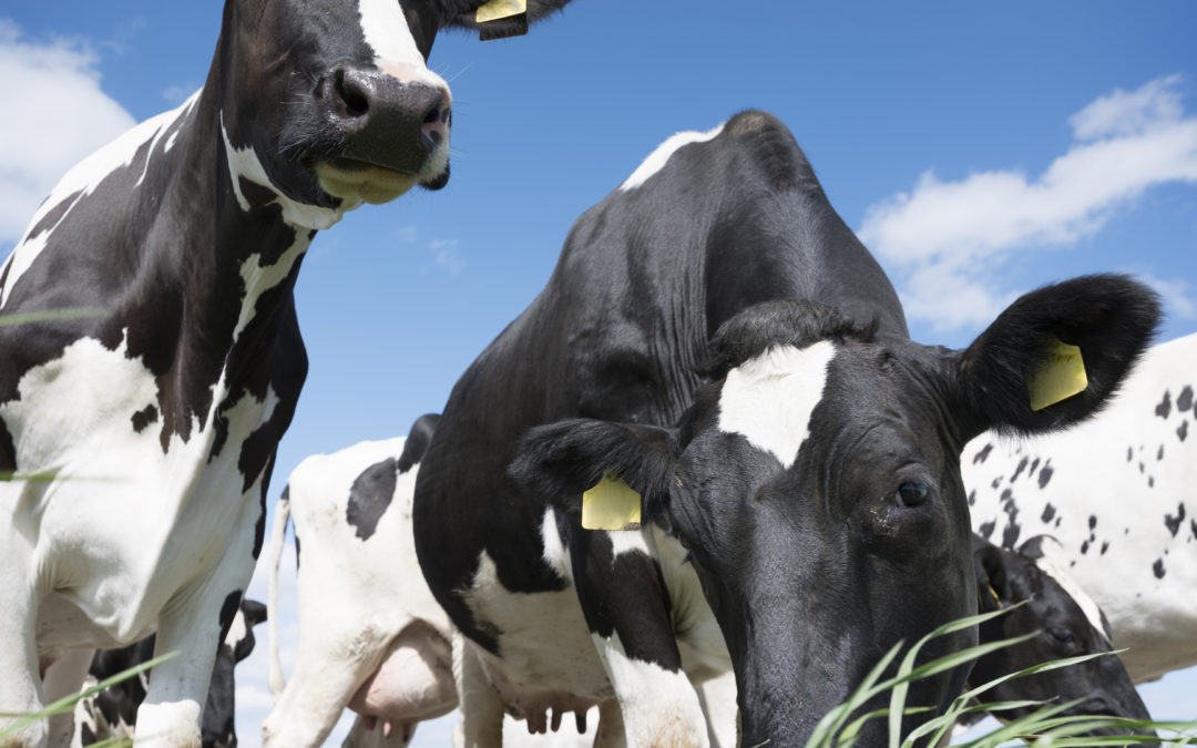 Zinc a priority as FE risk heightens