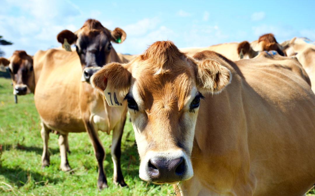 End of calving pre mating