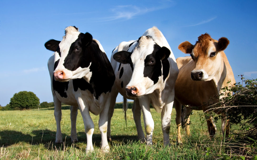 Summer Heat Stress and Rye Grass Staggers