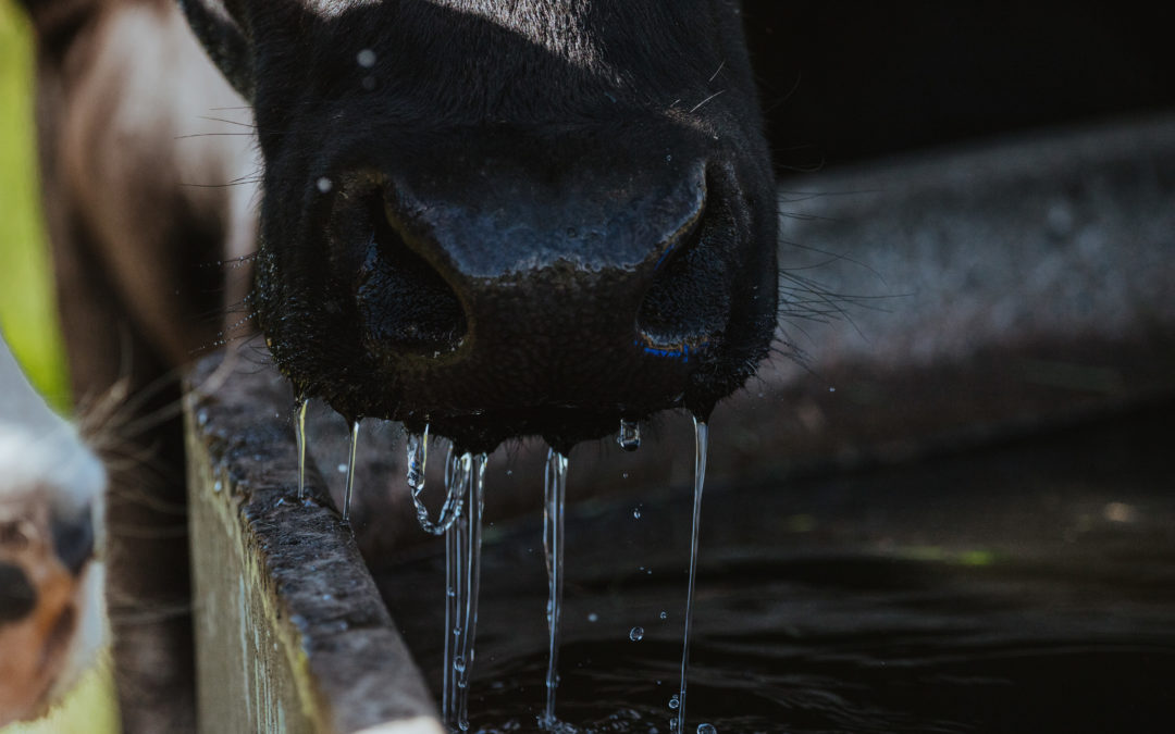 Dairy farmers urged to review feed plans to avoid longer-term effects of heat stress