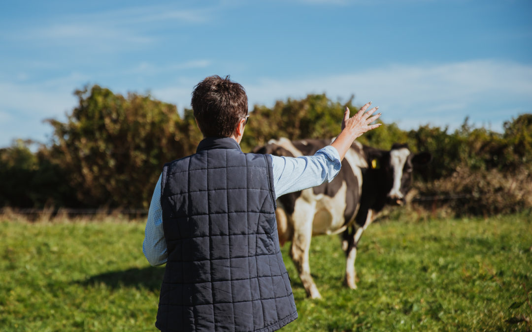 Dairy farmers encouraged to maintain first calvers’ body condition to minimise wastage